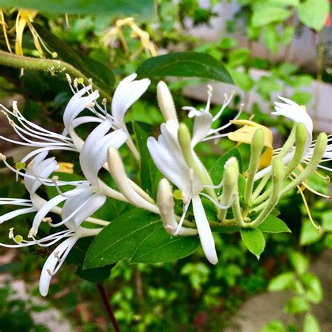 盆栽金银花种植技术和方法（养盆栽金银花，做三步，一年长成漂亮的盆景，爬藤快花很多） - 生活 - 布条百科