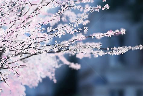 樱花季节插画图片下载-正版图片401021822-摄图网