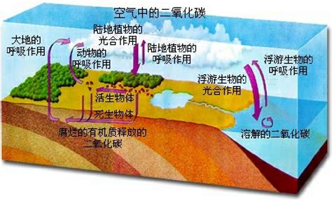 《中国森林生态系统碳收支研究》及碳收支相关图书----中国科学院成都文献情报中心