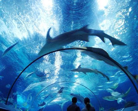 世界十大水族馆排名 上海海洋水族馆位列第三_人类之最_热点排行榜
