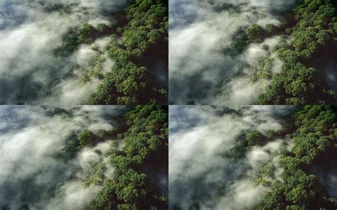 风景 森林 丛林 迷雾 4K专区壁纸(风景静态壁纸) - 静态壁纸下载 - 元气壁纸