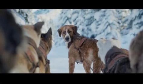 野性的呼唤：巴克这么好的雪橇犬，被主人就这么抛弃了，真是可惜。_腾讯视频