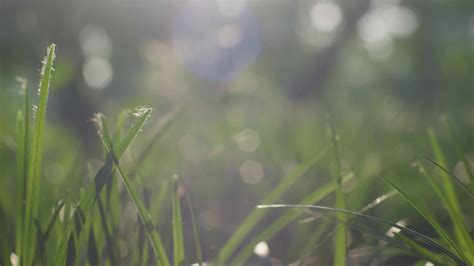 夏日阳光背景照亮的草背高清图片下载-正版图片504333201-摄图网