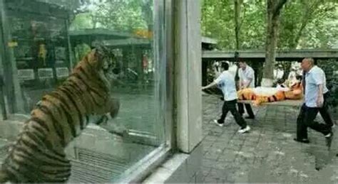 杭州一村民报警称树林里有老虎！民警：我一只手就抓到了_凤凰网视频_凤凰网
