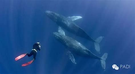 鲸鱼在海里咆哮的声音音效声音音效素材-千库网
