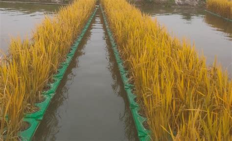 水上种植水稻,水上种植品种_大山谷图库