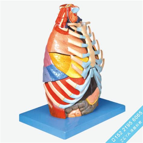 胸腔解剖模型 - 高级人体解剖医学模型 - 医学教学训练模型-泽雅科教