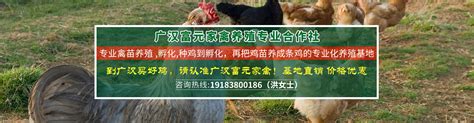 新闻中心_广汉富元家禽养殖专业合作社