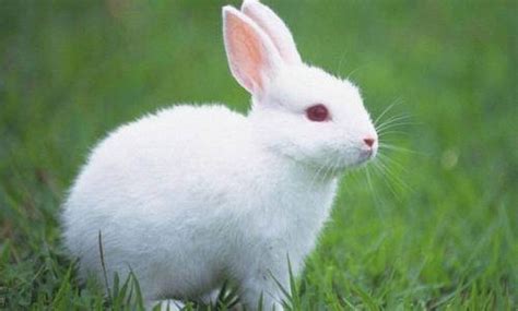 小白兔图片大全可爱