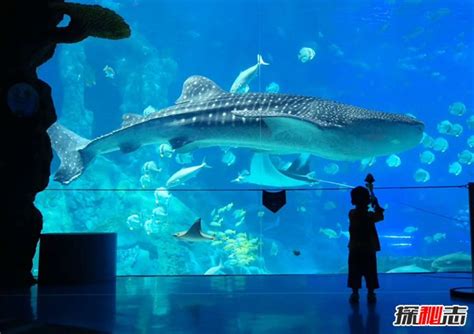 盘点世界上最大的鱼Top4，鲸鲨体长20米（第三在中国）_小狼观天下
