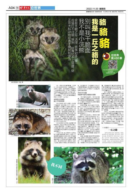 “一丘之貉”现身杭州，看上去和浣熊傻傻分不清，还会爬树和游泳