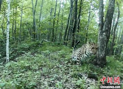 “虎豹归林 和谐共生”——东北虎豹国家公园一周年纪实
