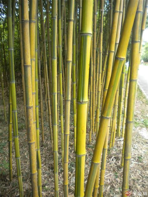 竹子什么时候栽培最好 - 知百科