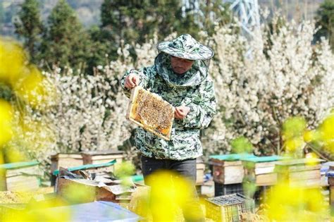 蜂群蜂场,蜂群,中蜂蜂王_大山谷图库