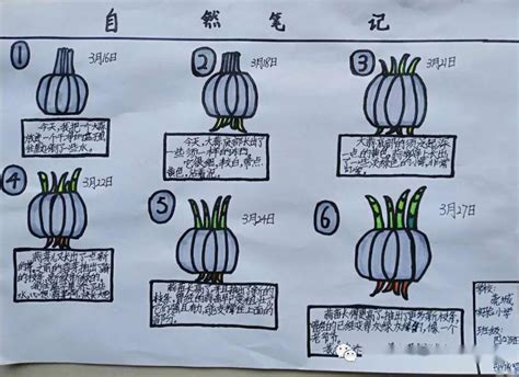 萝卜植物生长过程图片_观察植物生长过程_微信公众号文章