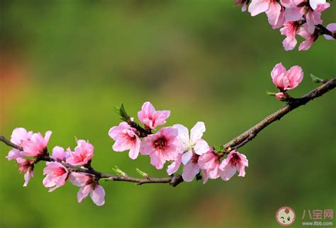 桃花是什么季节开的(桃花有几种颜色)-藤本月季网
