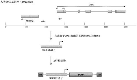 pGfa2-nlac星形胶质细胞特异性启动子-质粒载体-ATCC-DSM-CCUG-泰斯拓生物