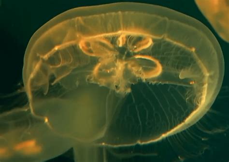 摄影师深海潜水遇罕见巨型野村水母-图闻天下-锦程物流网