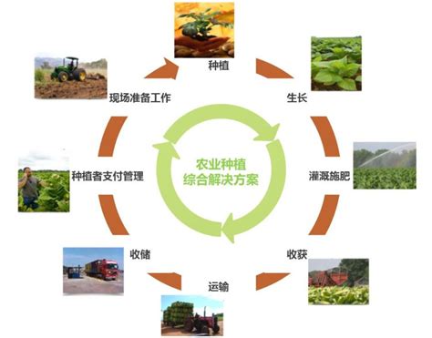 推广再生稻 科技助推农业高质量发展
