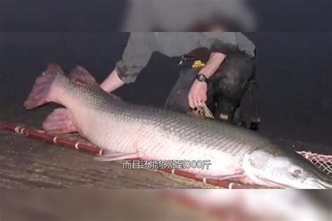 广州发现“巨型鱼”入侵，在美国可长到300斤，在中国没有天敌？_入侵_美国_天敌