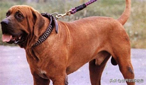 世界十大凶悍猛犬：土佐斗犬居魁首，比特犬第二_巴拉排行榜
