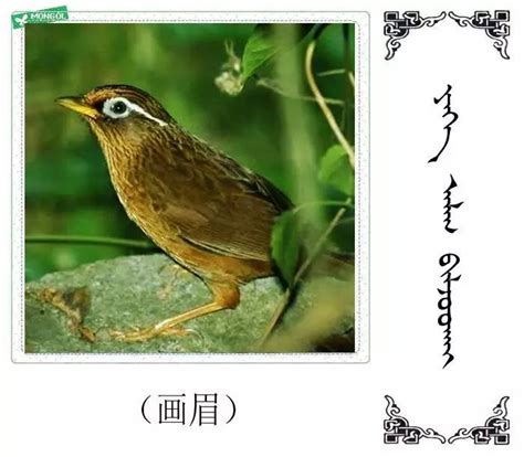 红嘴相思鸟——襄阳汉江湿地常见鸟类 _www.isenlin.cn
