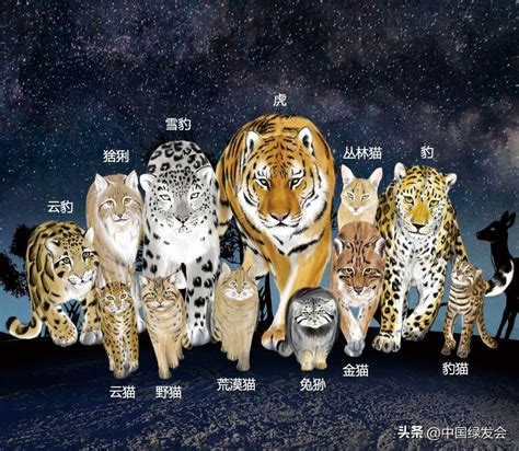 科普一下：中国的13种野生猫科动物 |绿会研究室—新闻—科学网