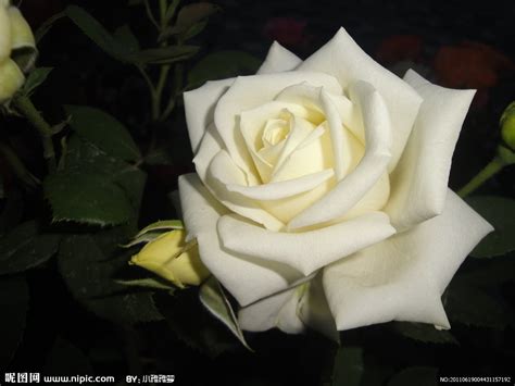 白玫瑰元素素材下载-正版素材400686938-摄图网
