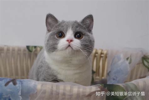 起司猫是什么猫,鱼骨,卡通_大山谷图库