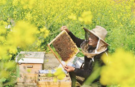 贵州纳雍：春日蜂场管护忙-人民图片网