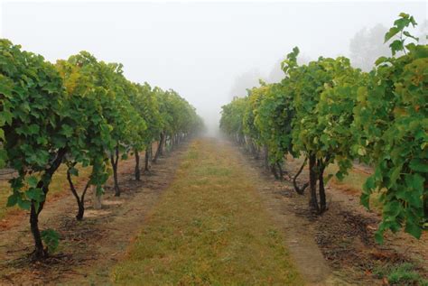 葡萄栽多深合适？葡萄种植管理方法-种植技术-中国花木网
