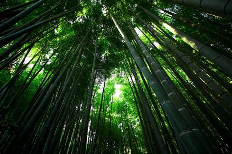 日本竹林花园景观高清图片下载-正版图片505800247-摄图网