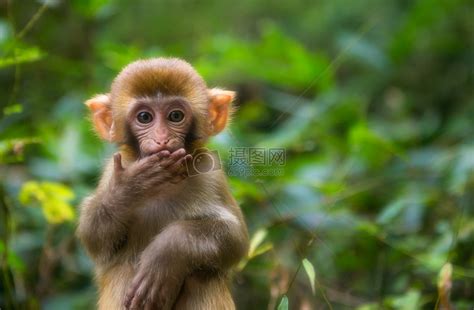 可爱的小猴子摄影图__野生动物_生物世界_摄影图库_昵图网nipic.com