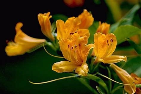 常见的有毒的花有哪些（7种“大毒花”，夏天正开花，遇见远离它） | 说明书网