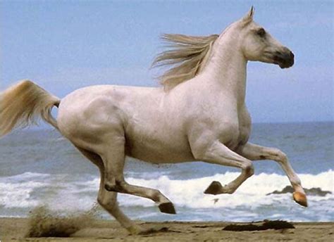 这个世界上最漂亮的马，你见过吗？