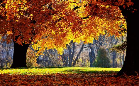 秋天时枫树的落叶的图片