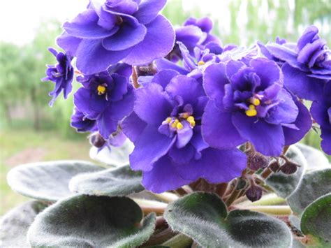 紫罗兰图片 - 花百科