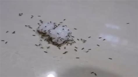 家里有蚂蚁怎么办？灭蚁药蚂蚁药哪种好？ - 知乎