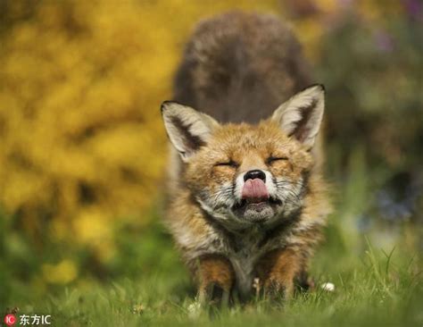 一只野生的狐狸高清图片下载-正版图片600457726-摄图网