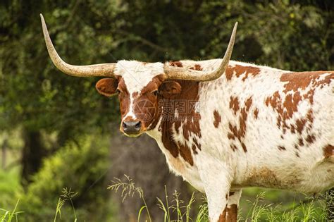 长着大角的西班牙公牛高清图片下载-正版图片504345136-摄图网