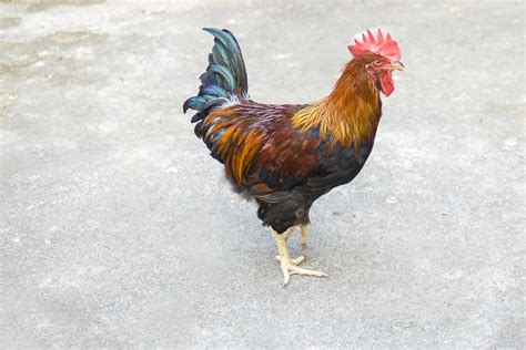 中国十大名鸡品种排行榜，你认识几种？(3)_巴拉排行榜