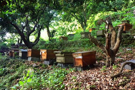 蜂场介绍-杨梅蜂业