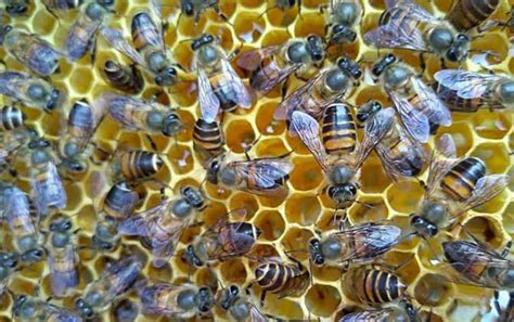 中蜂和意蜂有什么区别，从以下几方面进行分析 - 农敢网