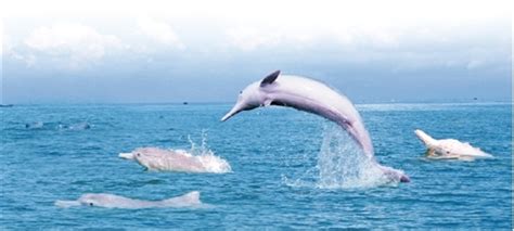 钦州市三娘湾海面出现约20条中华白海豚(图)-广西新闻网