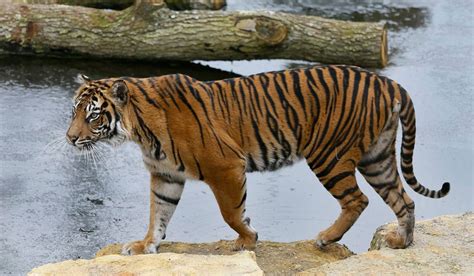 老虎的尾巴有多长-百度经验