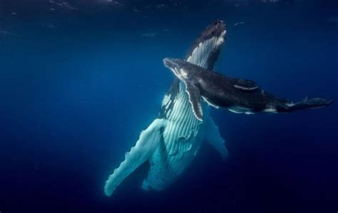 无人机拍摄座头鲸母子：母鲸护幼崽徜徉海洋|文章|中国国家地理网