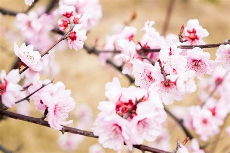 桃花种在家里的院子有什么风水禁忌吗|南方|桃树|桃花_新浪新闻