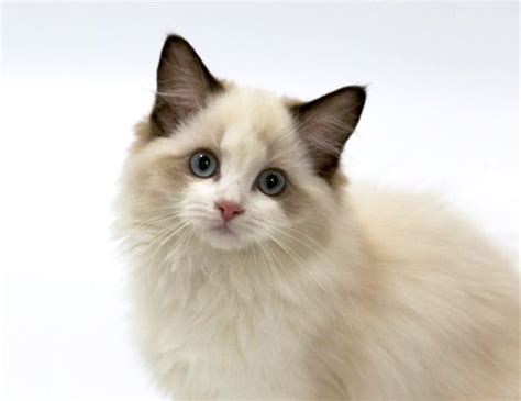 20种宠物猫名字由来（20种宠物猫名字大全）-湖南宠物网
