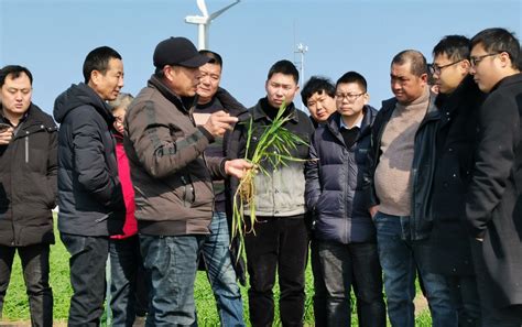 农科所开展小麦纹枯病防控工作现场培训安徽省华阳河农场