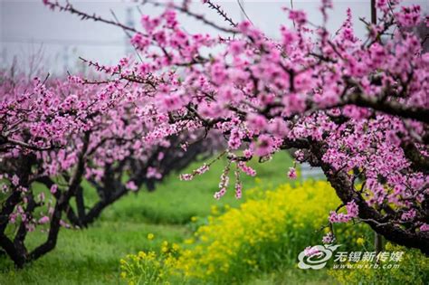 无锡阳山：以桃为媒 以花为介，让“花”经济嫣然绽放